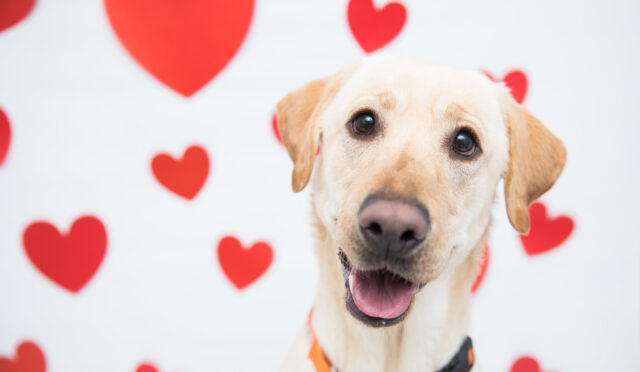 Köpeğinizin Hep Sizi Düşündüğünü Gösteren 7 İşaret