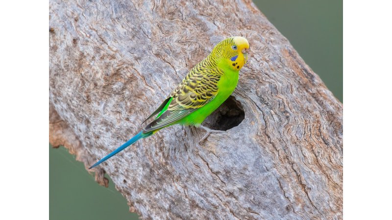 Muhabbet Kuşu Neler Yiyebilir 2026 – Tam ve Güvenli Beslenme Rehberi muhabbet kuşu neler yiyebilir 1