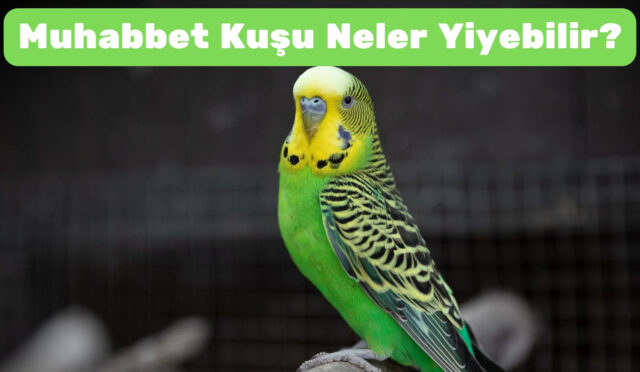 Muhabbet Kuşu Neler Yiyebilir 2026 – Tam ve Güvenli Beslenme Rehberi