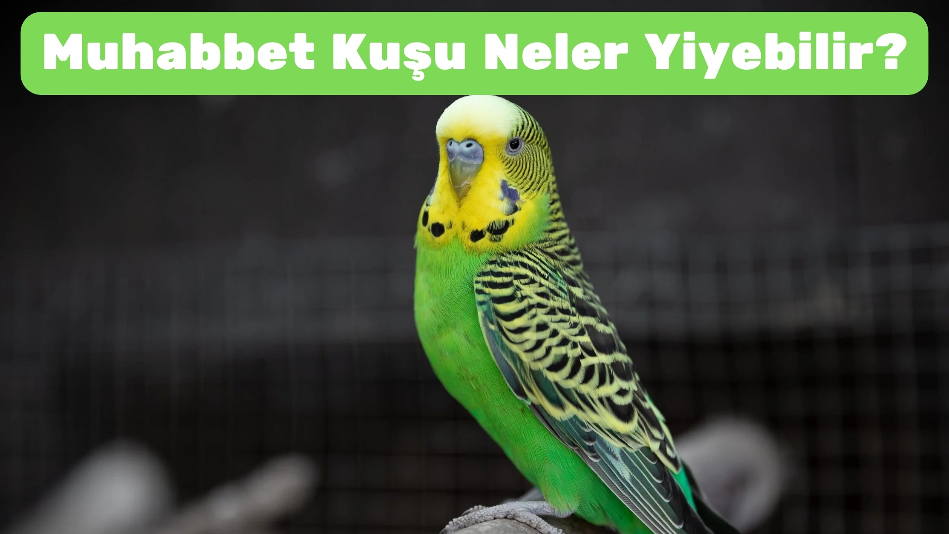 Muhabbet Kuşu Neler Yiyebilir 2026 – Tam ve Güvenli Beslenme Rehberi muhabbet kuşu neler yiyebilir