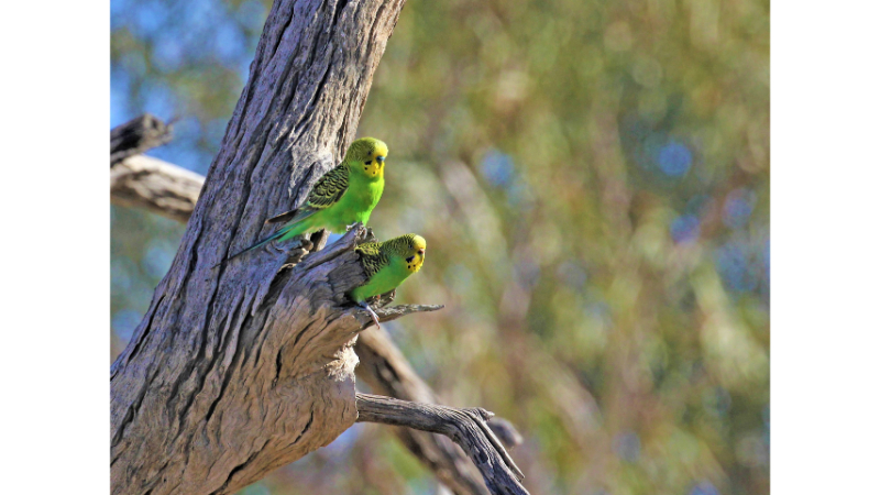 Muhabbet Kuşu Neler Yiyebilir 2026 – Tam ve Güvenli Beslenme Rehberi muhabbet kuşu neler yiyebilir2
